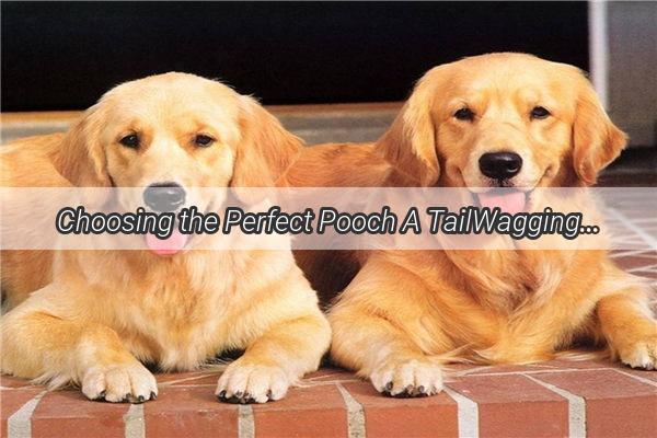 Choosing the Perfect Pooch A TailWagging Guide to Finding Your Ideal Canine Companion